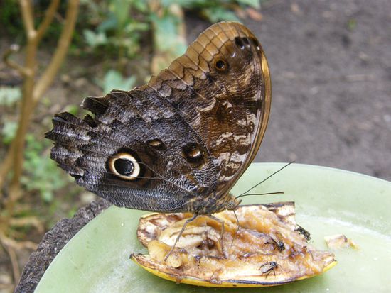 ist er nicht schön ....