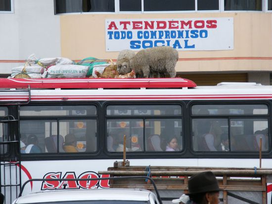 hier gibt es keine Transportprobleme ... Schafe und Huehner kurz vor der Abfahrt nach Quito .... 2 Stunden ... na dann.. gute Reise ...