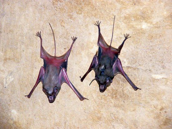 da leben doch noch welche ....