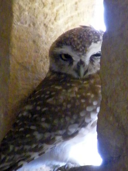 noch ein Bewohner ... oder Bewohnerin