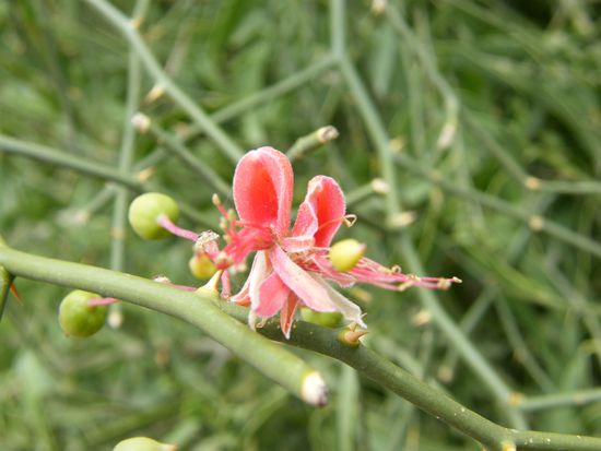 Wüste lebt wirklich ....