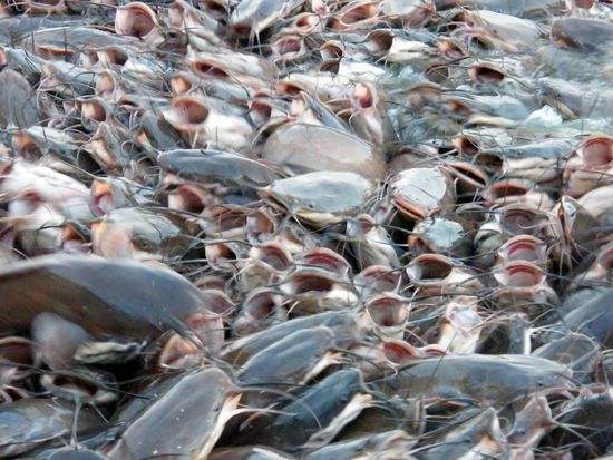 die heilige Fische ...