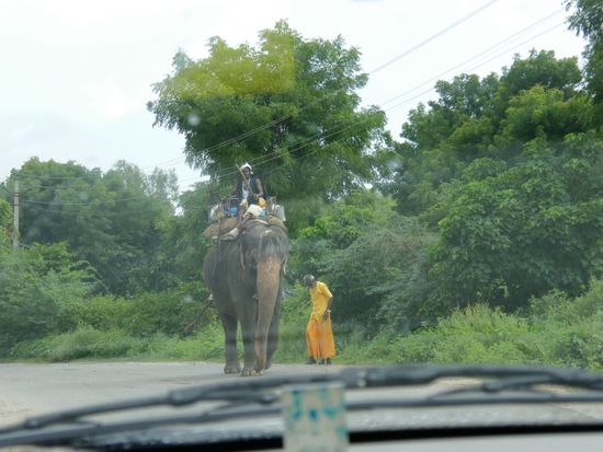 unser erster indischer Elefant ... glaube ich.