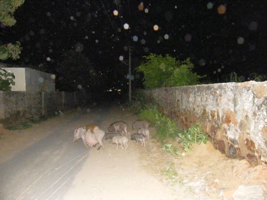 das ganz linke Schwein, da liegt der Affe drauf