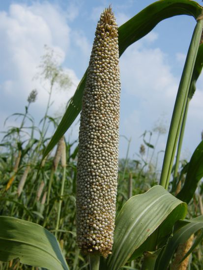 unser Frühstück, noch als Pflanze