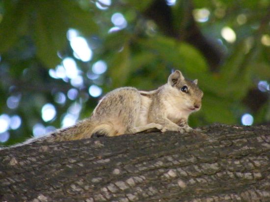 Streifenhörnchen ...