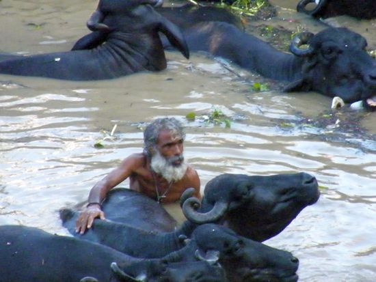 Wasserbüffelbadestelle.... inklusive Massageabteilung.