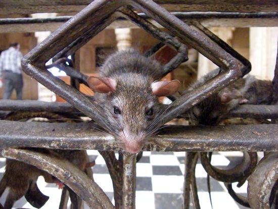 so, jetzt ist Schluss mit den Ratten