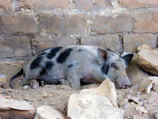 es ist schweine heiss hier  