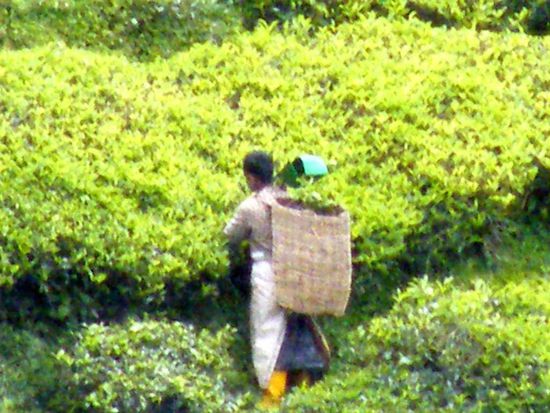 Man at work ... ein Teepflücker. Ich wusste gar nicht, dass Tee geschnitten wird.