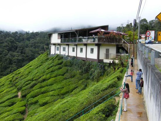 das Teeplantagenkaffee ...