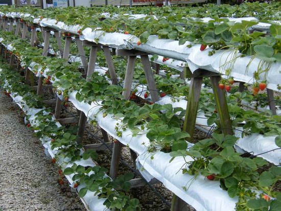 eine Schauplantage ... wie auch immer ...Erdbeeren ohne Ende ...