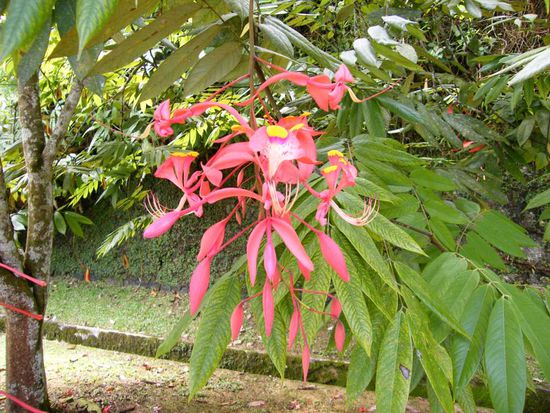 eigenartige Gewächse am Wegesrand...