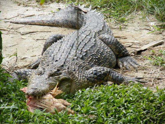 beim fressen eingepennt ....