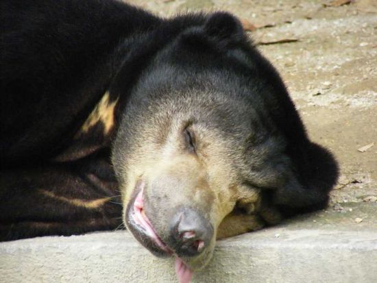 so ging es uns auch... nur wir konnten die Zunge nicht so schön raushängen lassen ....