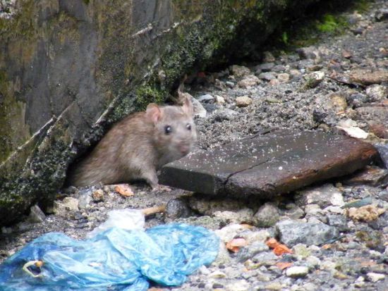 isse nich unheimlich süüssssss .....