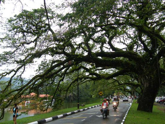 diese Bäume haben es uns angetan ....