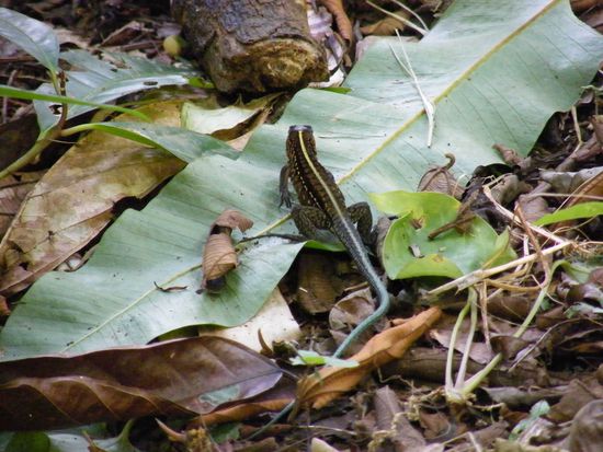 Wildtiere ... auf der Flucht.
