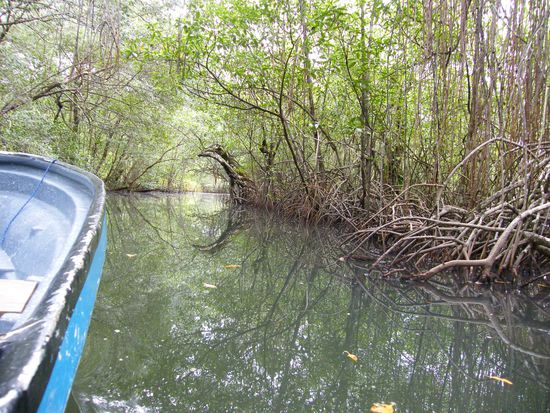 in den Mangroven, auf dem Weg zu den Caves ...