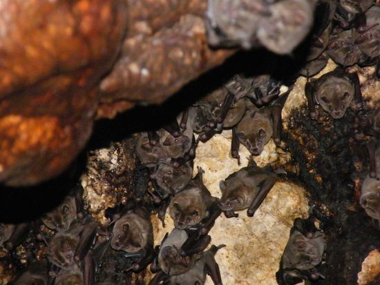 Fledermauskolonie in der Höhle
