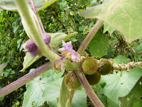 eine Frucht ... vermutlich.