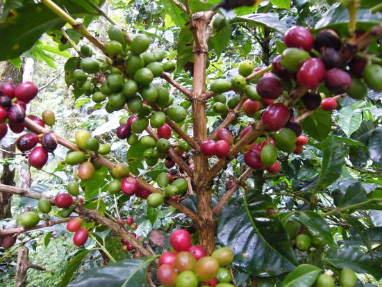 Kaffee ... überall Kaffee ...