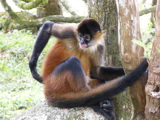 der klauende Affe ...