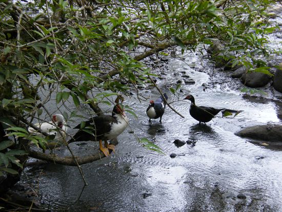 da lassen sich die Enten bei lebendigem Leibe kochen ... lach ... ohne Quatsch, das ist das Wasser aus den heissen Quellen, in dem die Jungs da stehen