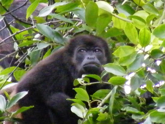 überall wilde Tiere ...
