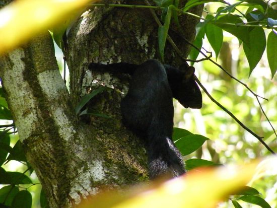 ich sags doch, überall wilde, gefährliche Bestien ....