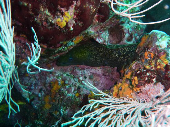 alles bunt und eine Moräne