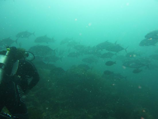 bischen grössere Fischsuppe, oder tauchen wie im Aquarium