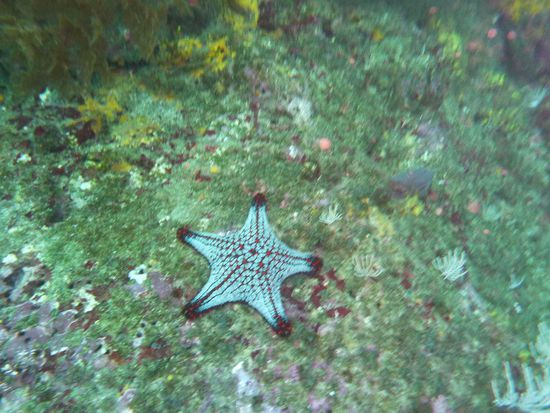 Seestern lungert rum ... 