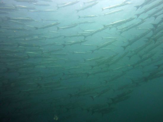 Barrakudaschwarm ... nur ein Ausschnitt