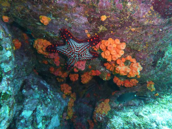 schon wieder ein Seestern ...