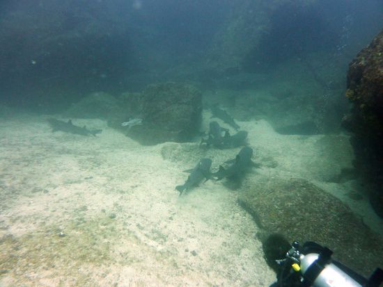 der Haischlafplatz ...der Anblick, als wir um die Ecke kamen