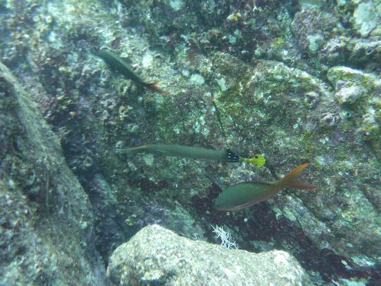 Trompetenfisch ... mit dem gelben Puschel 