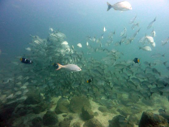 schon wieder Fischsuppe und Schluss für heute