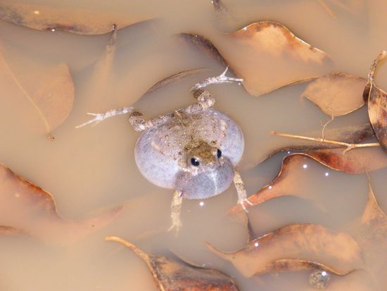 der Frosch war höchstens 2 cm gross ... bis ihn Benita aufgespührt, dan hat er sich so richtig aufplustert ....