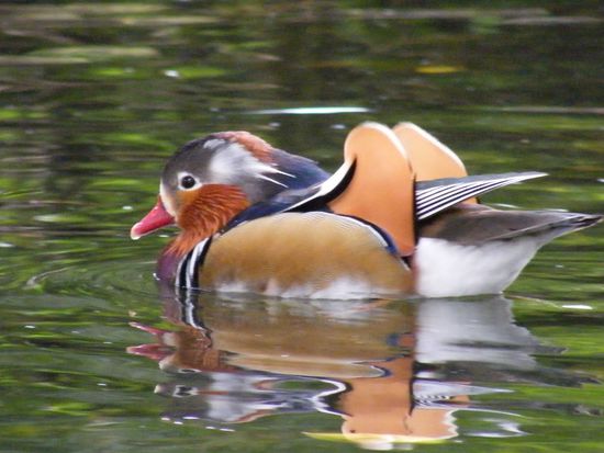 eine Ente ... im Zoo.