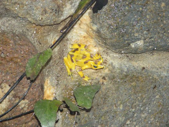 der goldfarbene Stummelfussfrosch