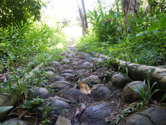 Weg gepflastert mit Kokosnüssen