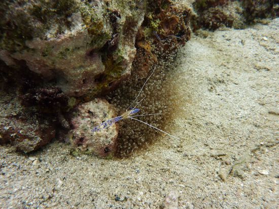 Garnele ... die krabbelte da so rum ...