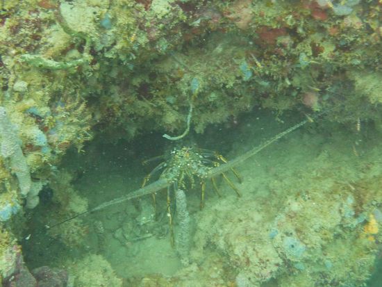 Languste ... kieckt da aus ihrer Höhle raus ...