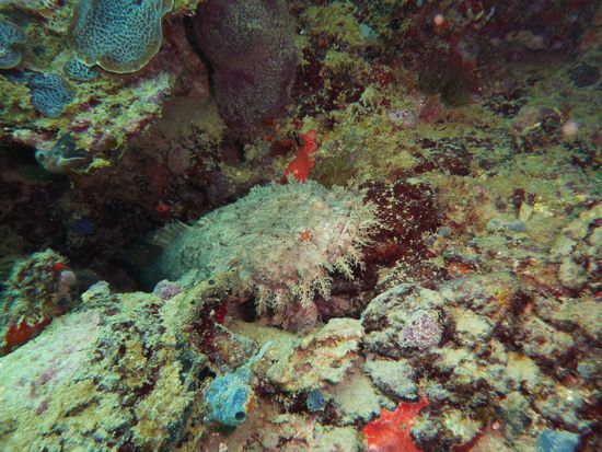 Krötenfisch ... das meiste von  dem Kerl ist leider nicht zu sehen ....