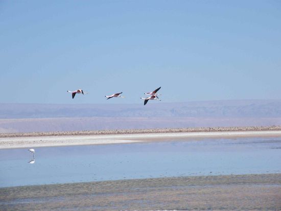 Flamingos im Anflug ...