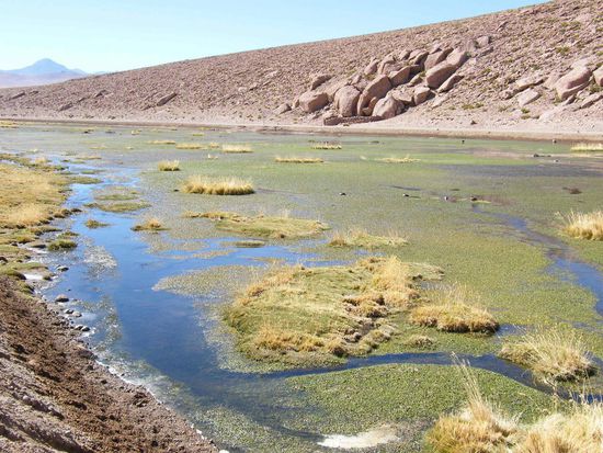 von wegen die Wüste ist trocken