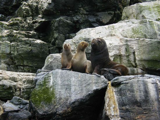 Seelöwen ... ein Er und mehrere Sie ......
