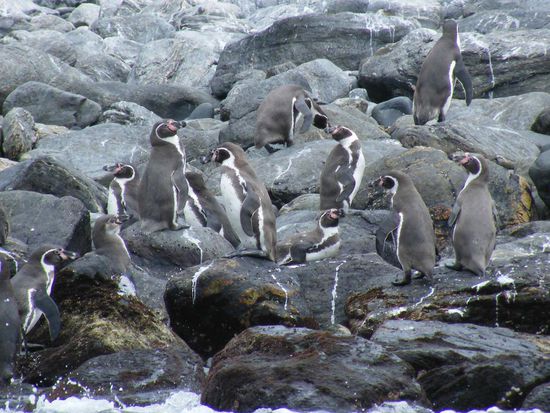 hier auf dieser Insel sollen 80% der Population der Humboldt Pinguine weltweit leben.