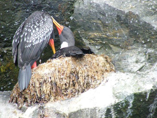 Buntschnabelkormorane ( die heissen zwar anders, aber Krmorane sind das )